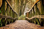 most proti gozdu