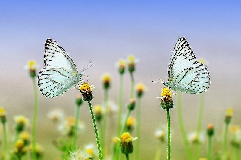 2butterfly-