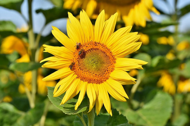 sončnica in čebelice - september pričetek delovanja skupin